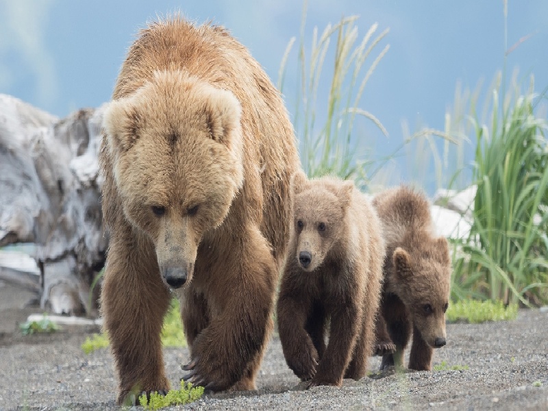 试管扦插秋海棠,郑州染色体是检查费用