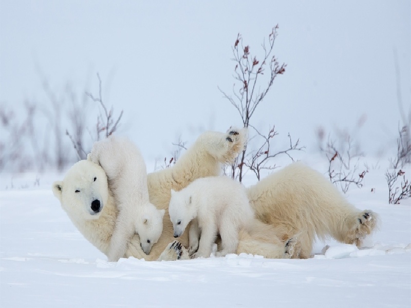 精子稀少做试管,定制婴儿费用